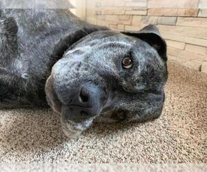 Daniff Dogs for adoption in Salt Lake City, UT, USA