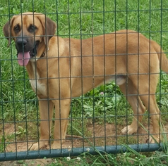 Black Mouth Cur-Mastiff Mix Dogs for adoption in Bristol, TN, USA