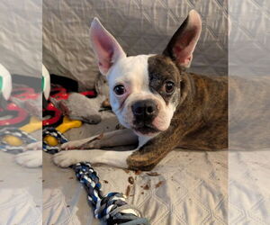 Boston Terrier Dogs for adoption in Pensacola, FL, USA