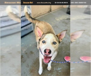 Siberian Husky Dogs for adoption in Benton, PA, USA