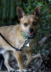 Australian Terrier Dogs for adoption in Palo Alto, CA, USA