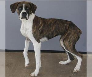 Boxer Dogs for adoption in Longview, TX, USA