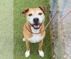 Labrador Retriever-Unknown Mix Dogs for adoption in Fayetteville, NC, USA