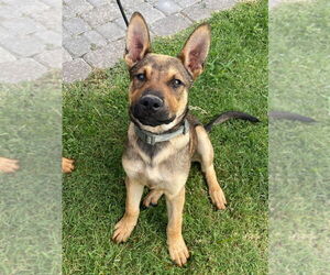 Carolina Dog-German Shepherd Dog Mix Dogs for adoption in Claremore, OK, USA