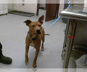 Mutt Dogs for adoption in Fayetteville, NC, USA