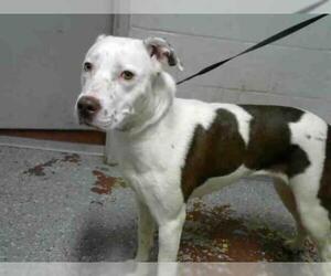 Pointer Dogs for adoption in Atlanta, GA, USA