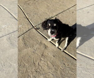 Cocker Spaniel-Spaniel Mix Dogs for adoption in Banning, CA, USA