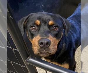 Medium Photo #1 Rottweiler-Unknown Mix Puppy For Sale in Denison, TX, USA