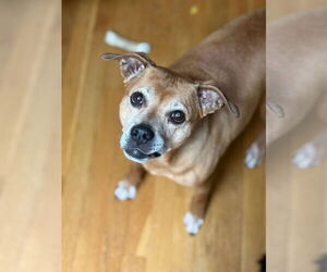 Mutt Dogs for adoption in Dublin, OH, USA