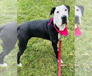 Pointer-Unknown Mix Dogs for adoption in Santa Barbara, CA, USA