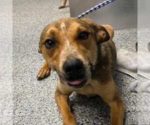 Mutt Dogs for adoption in Shelburne, VT, USA