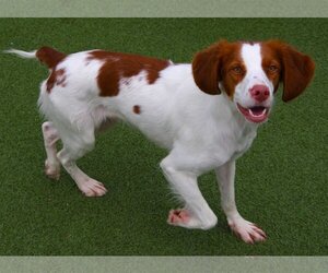 Brittany Dogs for adoption in Curwensville, PA, USA