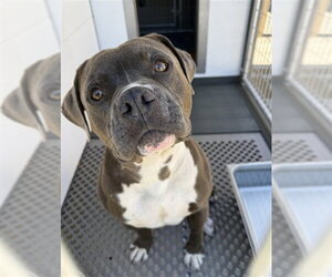 Mutt Dogs for adoption in San Bernardino, CA, USA