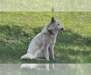 Siberian Husky Dogs for adoption in San Antonio, TX, USA