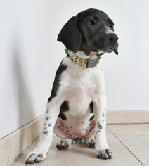 Golden Labrador Dogs for adoption in Eden Prairie, MN, USA