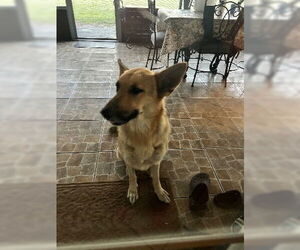 German Shepherd Dog Dogs for adoption in St. Cloud, FL, USA
