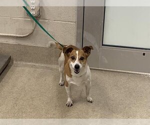 Parson Russell Terrier Dogs for adoption in Grand Prairie, TX, USA