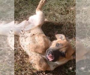 Mutt Dogs for adoption in San Antonio, TX, USA