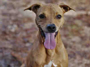 Carolina Dog Dogs for adoption in Tallahassee, FL, USA