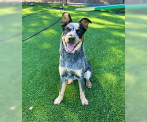 Mutt Dogs for adoption in Salinas, CA, USA