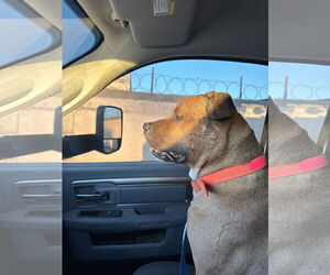 American Pit Bull Terrier-Unknown Mix Dogs for adoption in Chandler, AZ, USA