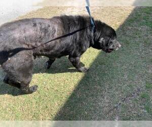 Mastador Dogs for adoption in Ocala, FL, USA