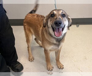 Mutt Dogs for adoption in Corona, CA, USA
