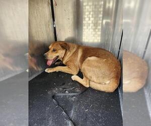 Labrador Retriever-Unknown Mix Dogs for adoption in San Antonio, TX, USA