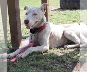 American Staffordshire Terrier-Unknown Mix Dogs for adoption in San Antonio, TX, USA