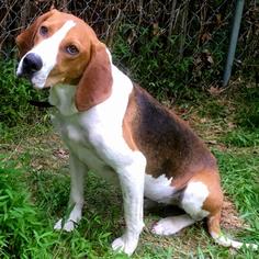 English Foxhound Dogs for adoption in Arlington, VA, USA