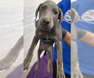 American Pit Bull Terrier-Unknown Mix Dogs for adoption in San Bernardino, CA, USA