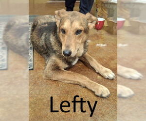 Mutt Dogs for adoption in Mountain View, AR, USA