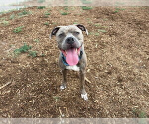 Bullypit Dogs for adoption in Denver, CO, USA