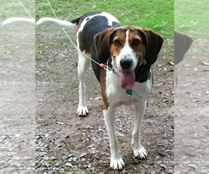 Treeing Walker Coonhound Dogs for adoption in Mooresville, NC, USA