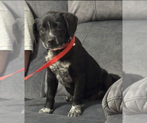 Mutt Dogs for adoption in Euless, TX, USA