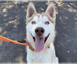 Siberian Husky Dogs for adoption in Martinez, CA, USA