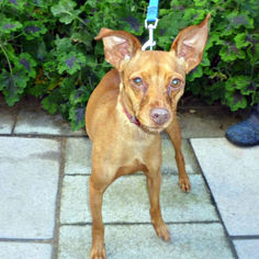 Miniature Pinscher Dogs for adoption in San Luis Rey, CA, USA