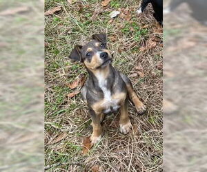 American Pit Bull Terrier-Unknown Mix Dogs for adoption in Slidell, LA, USA