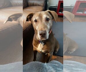 Labrador Retriever-Unknown Mix Dogs for adoption in Spotsylvania, VA, USA
