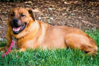 Labrador Retriever Dogs for adoption in Matthews, NC, USA
