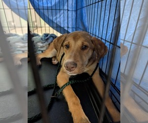 Mutt Dogs for adoption in Shelburne, VT, USA
