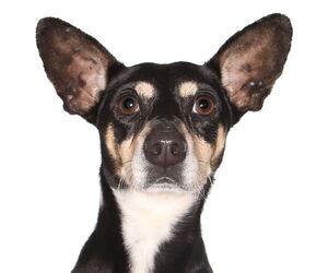 Chihuahua Dogs for adoption in Oakland Park, FL, USA
