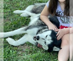 - Mix Dogs for adoption in Scottsboro, AL, USA