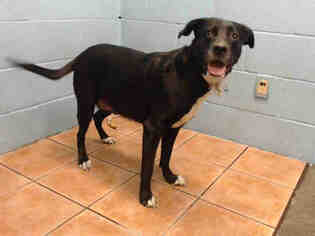 Lab-Pointer Dogs for adoption in Downey, CA, USA
