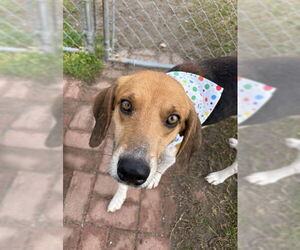 Mutt Dogs for adoption in Oakhurst, NJ, USA