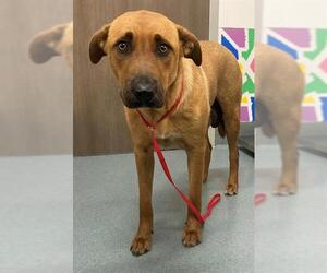 Black Mouth Cur Dogs for adoption in Baytown, TX, USA