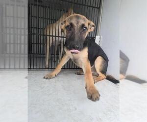 German Shepherd Dog Dogs for adoption in Houston, TX, USA