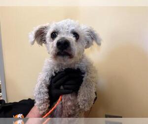 Poodle (Miniature)-Unknown Mix Dogs for adoption in Orange, CA, USA