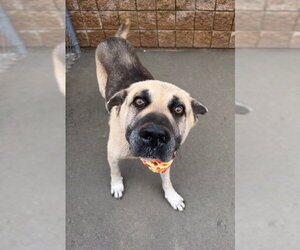 German Shepherd Dog-Unknown Mix Dogs for adoption in Tulsa, OK, USA
