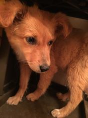 Gollie Dogs for adoption in Boerne, TX, USA